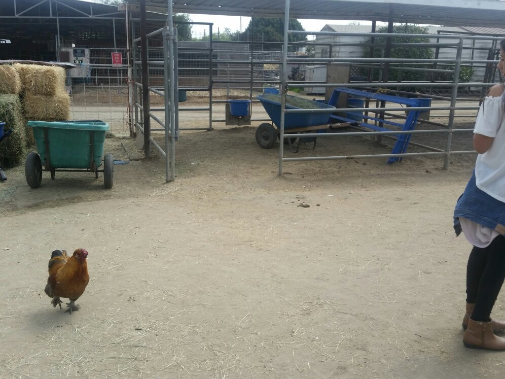 Pony Time at Lakewood Equestrian center-莱克伍德必去景点