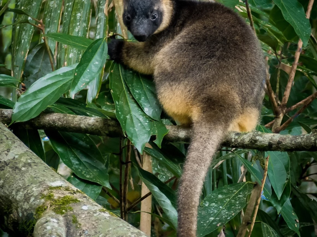 Malanda Falls Visitor Centre-马兰达必去景点