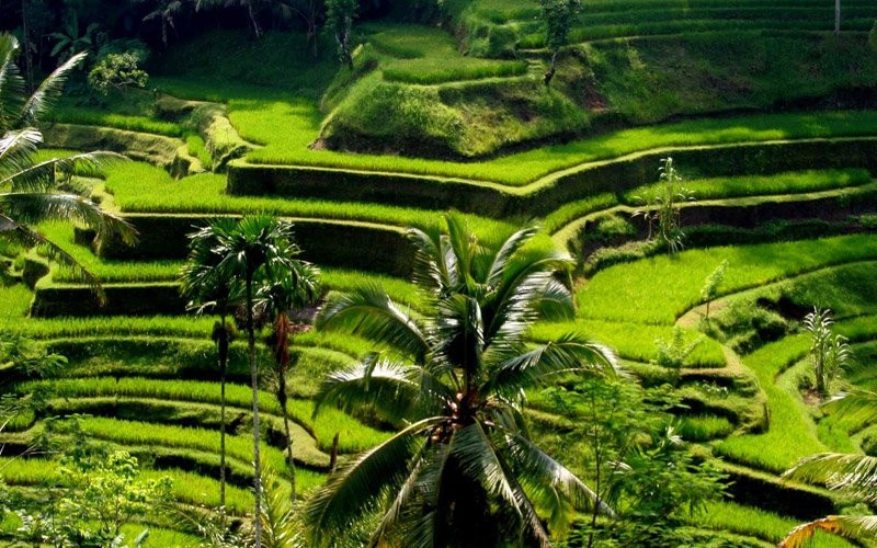Bali Holiday Ahyaan Tour-登巴萨必去景点