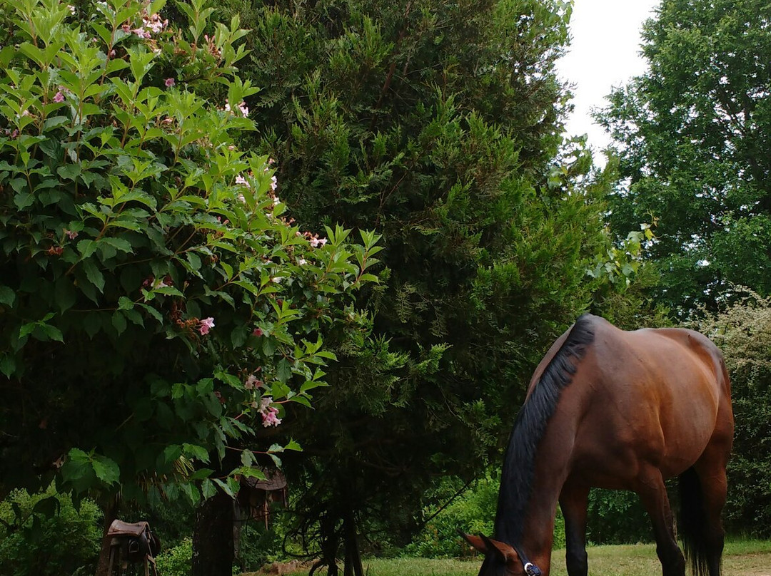 Centro Ecuestre San Pedro-Curarrehue必去景点