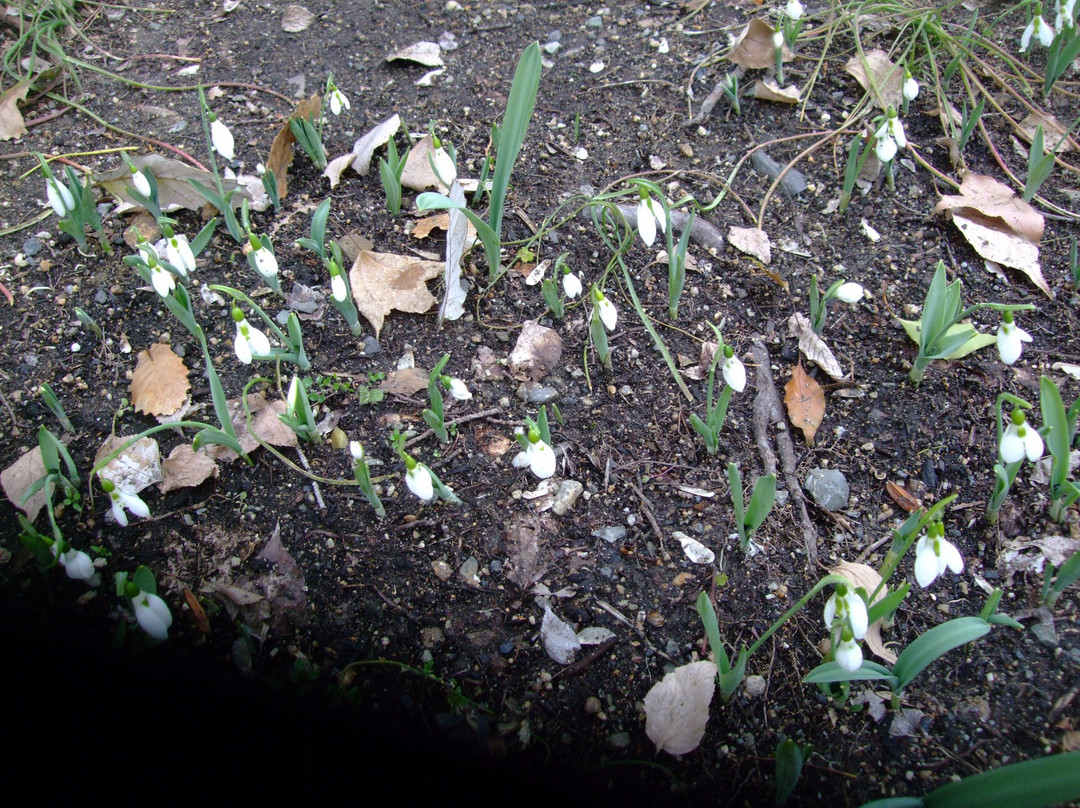 Hattori Ryokuchi Toshi Ryokka Botanical Garden-丰中市必去景点