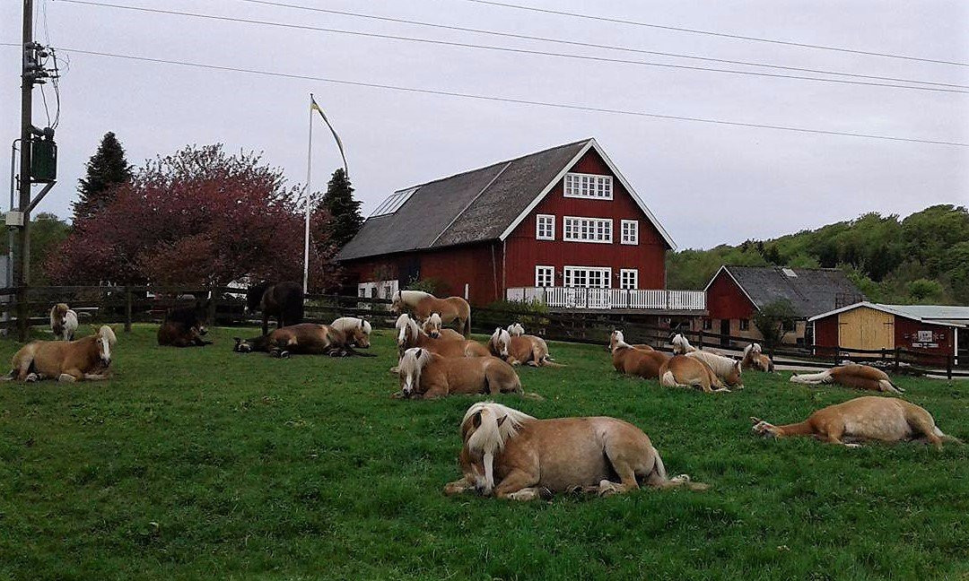 Söderåsens Turridning-Ljungbyhed必去景点