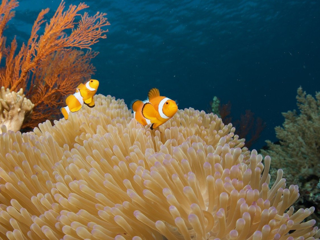 Bali Hai Diving Menjangan景点图片