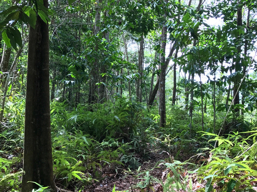 山打根热带雨林公园-山打根必去景点