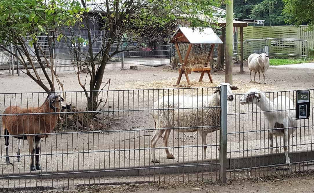Solinger Vogel- und Tierpark景点图片