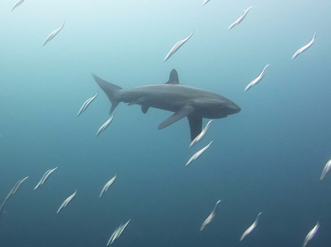 7 Seas Aquanauts-马丹岛必去景点