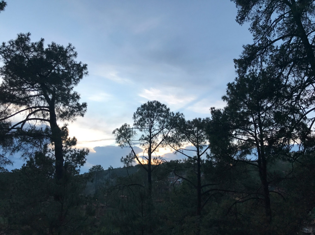Bosque la Luna