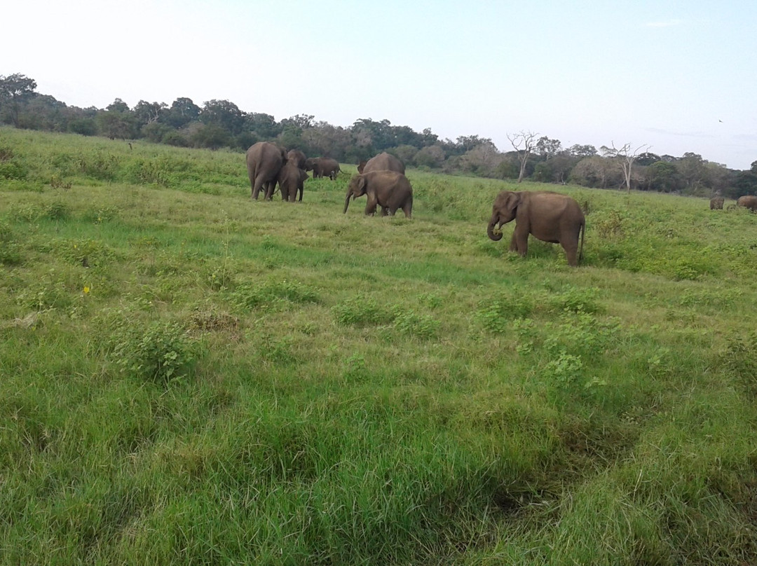 Golden Lanka Tours景点图片