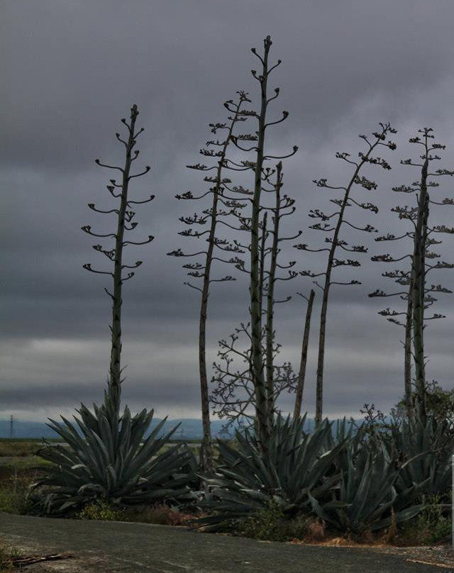American Canyon Wetlands景点图片