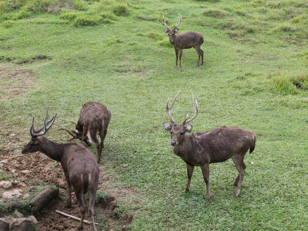 Penangkaran Rusa Cariu-茂物必去景点