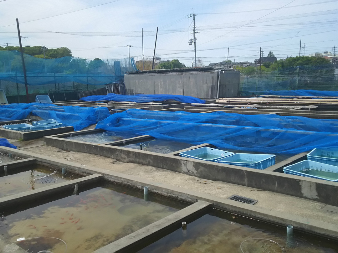 Koriyama Goldfish Museum景点图片