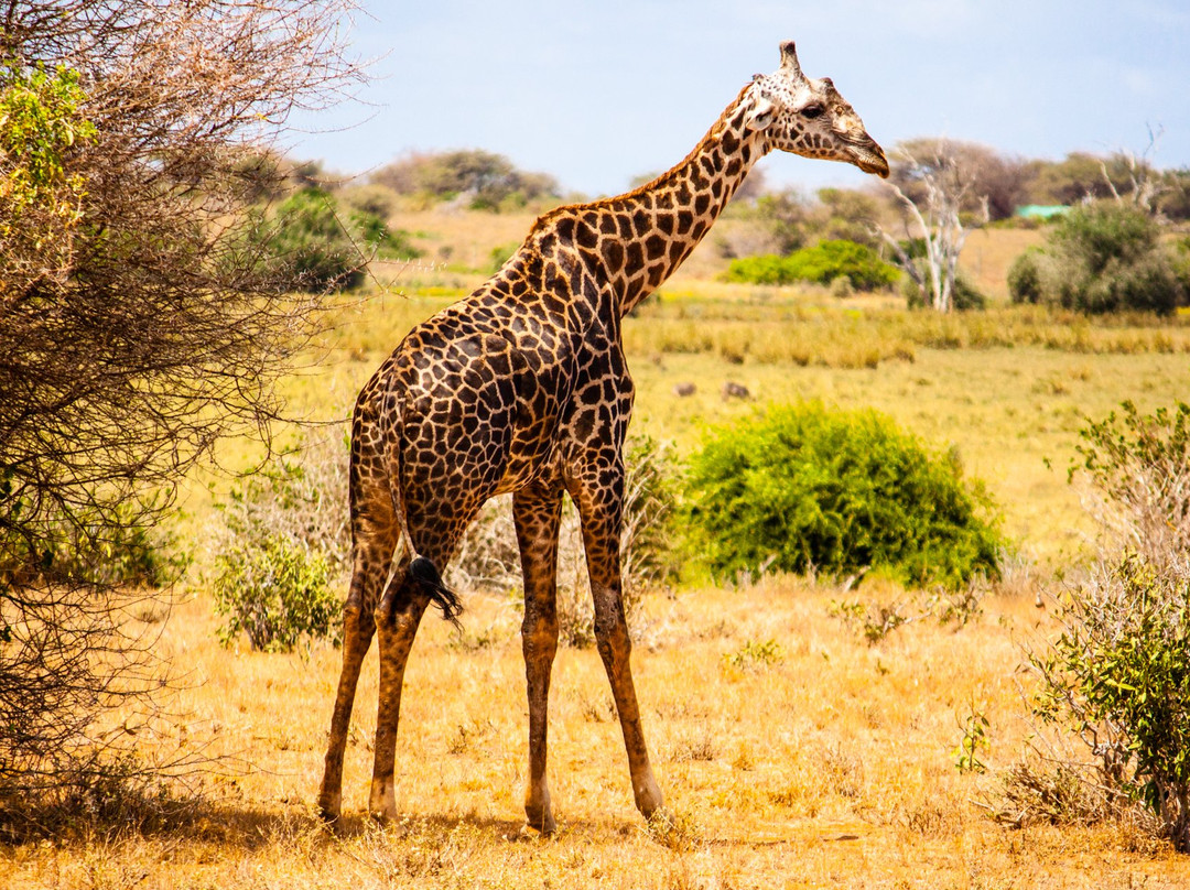 Garibaldi Safari Kenya景点图片