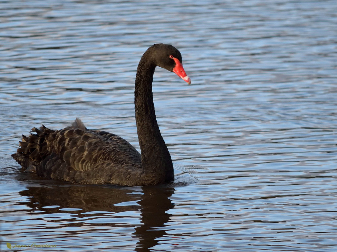 Frog Hollow Reserve-Endeavour Hills必去景点