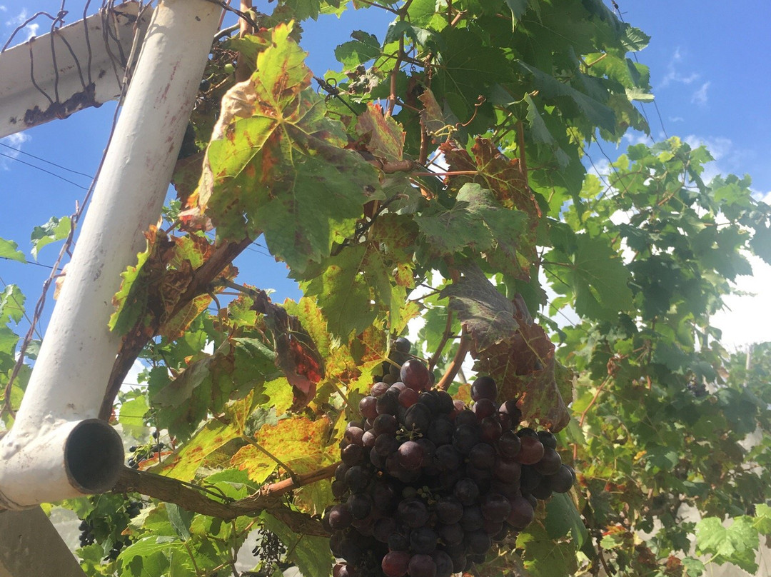 Alcidini Winery景点图片