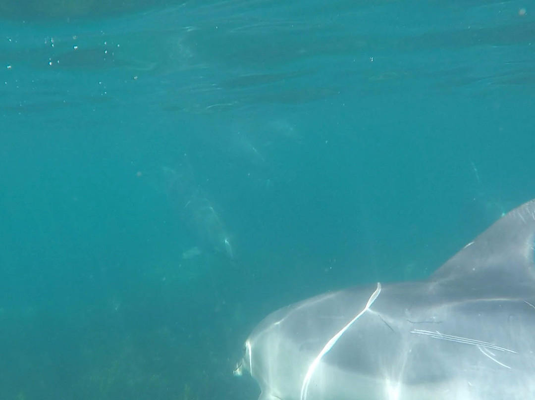 New Zealand Diving-瓦卡沃夫必去景点