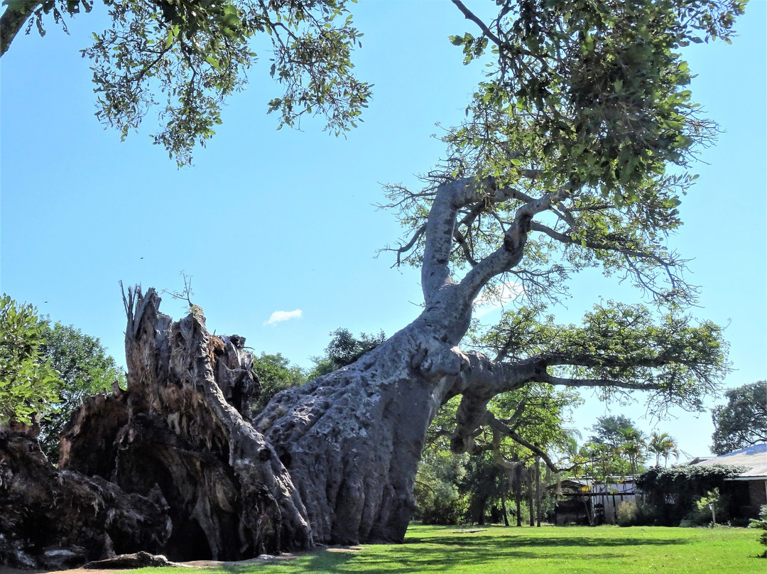 Sunland Baobab-Limpopo Province必去景点