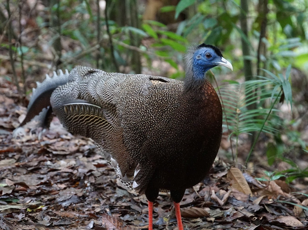 Jungle Edie-武吉拉旺必去景点