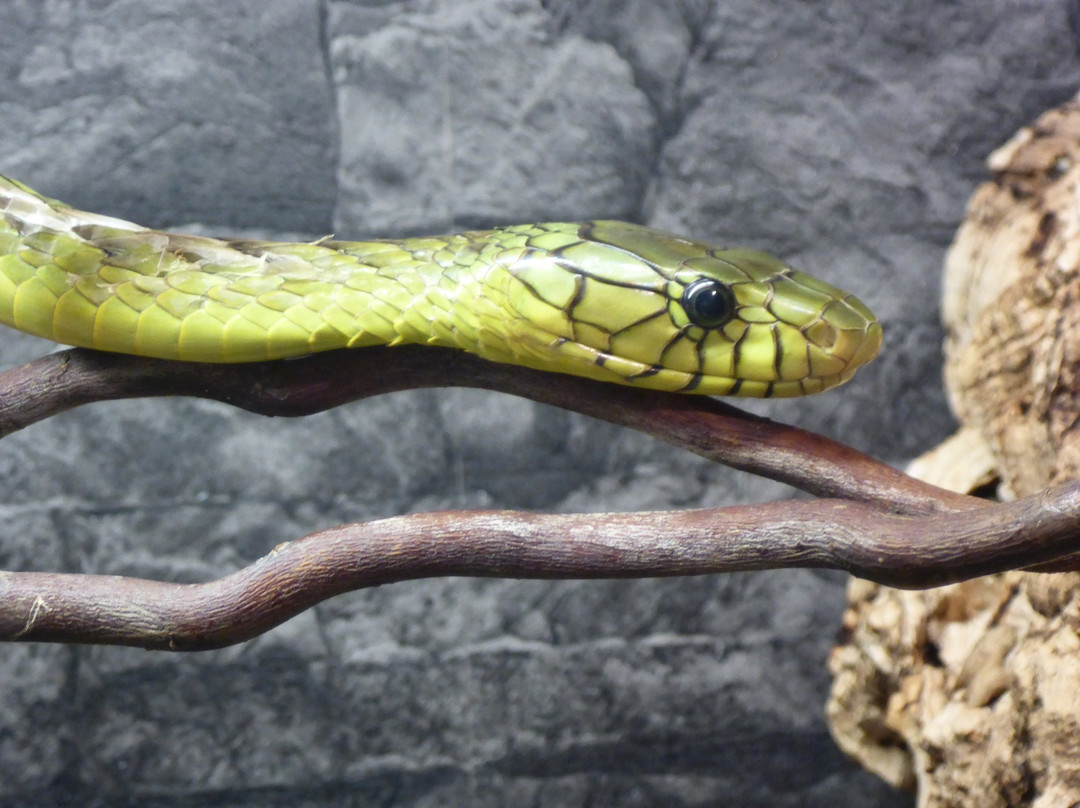 Reptilienhaus Oberammergau-奥伯阿默高必去景点