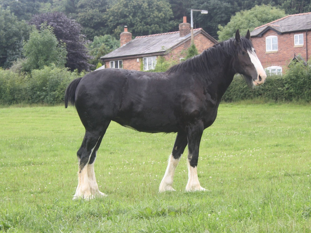 Cotebrook Shire Horse Centre-Cotebrook必去景点
