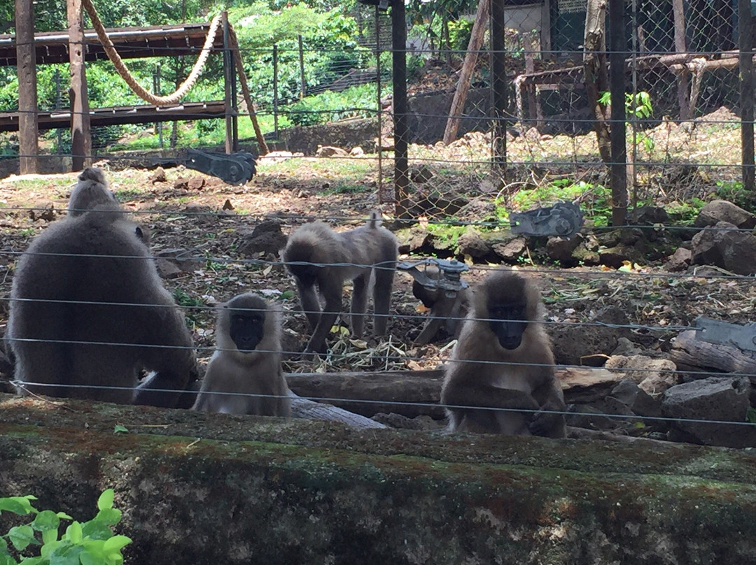 Limbe Wildlife Centre-林贝必去景点