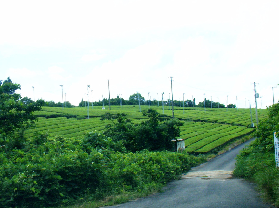 Fujigouchi Tea Plantation景点图片