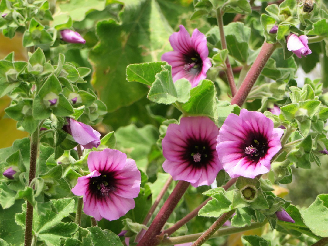 Will Wagstaff's Tours-St Mary's必去景点