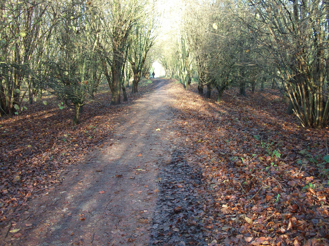 Witham Way Country Park景点图片