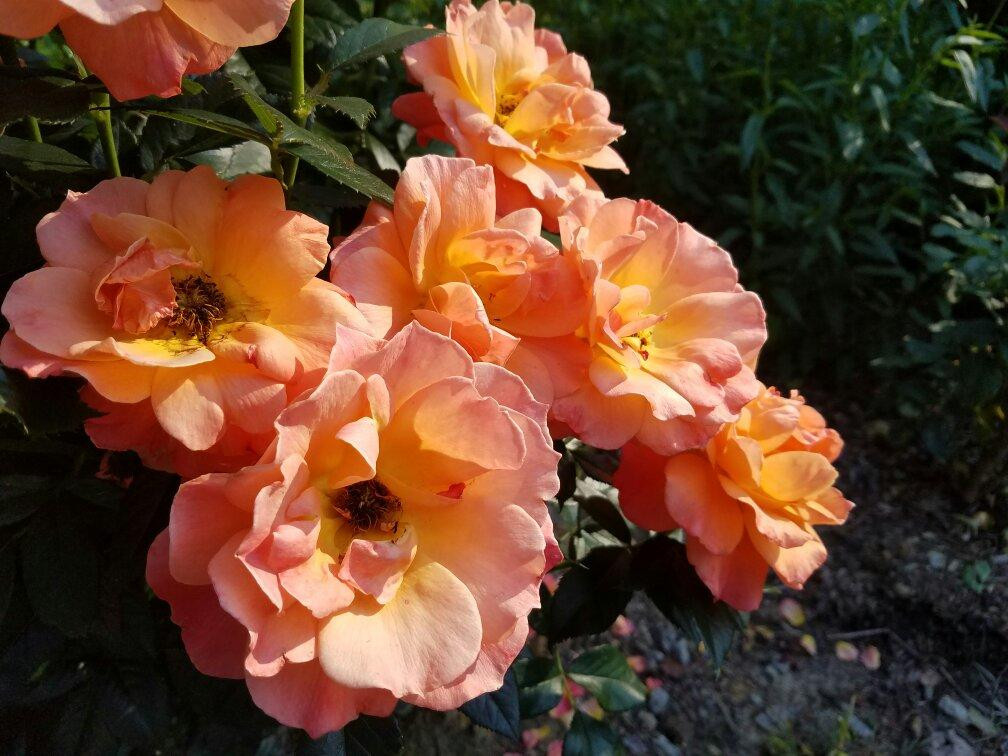 Wilson Botanical Gardens景点图片