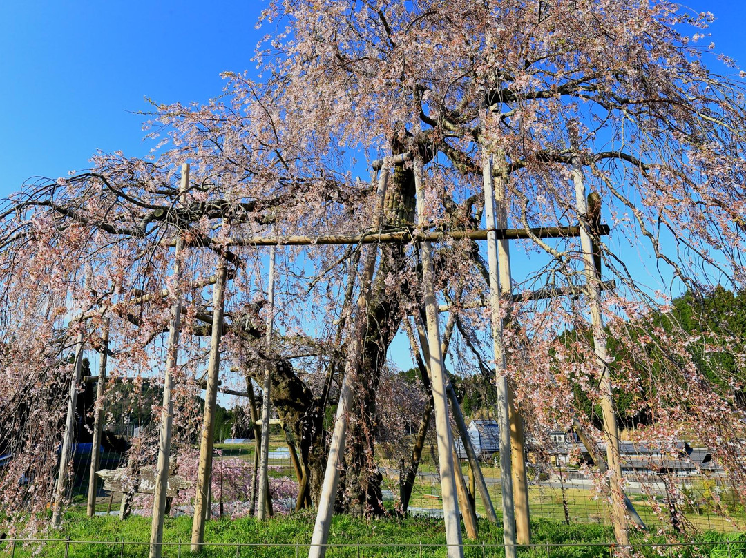 Hata Weeping Cherry Blossom-甲贺市必去景点
