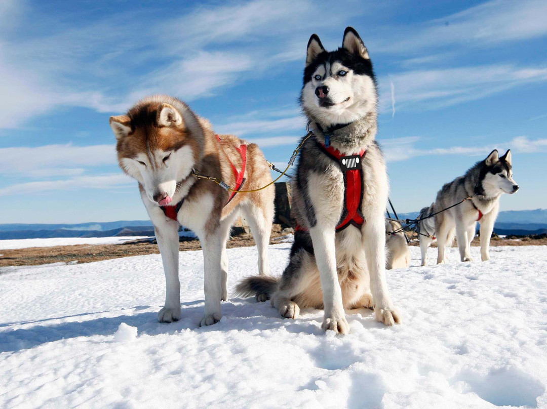 Australian Sleddog Tours