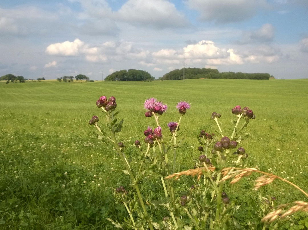 Naturstien Horsens Silkeborg景点图片