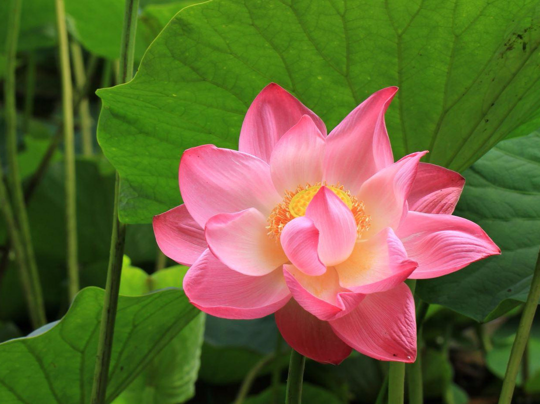 Lotus Lake-海参崴必去景点