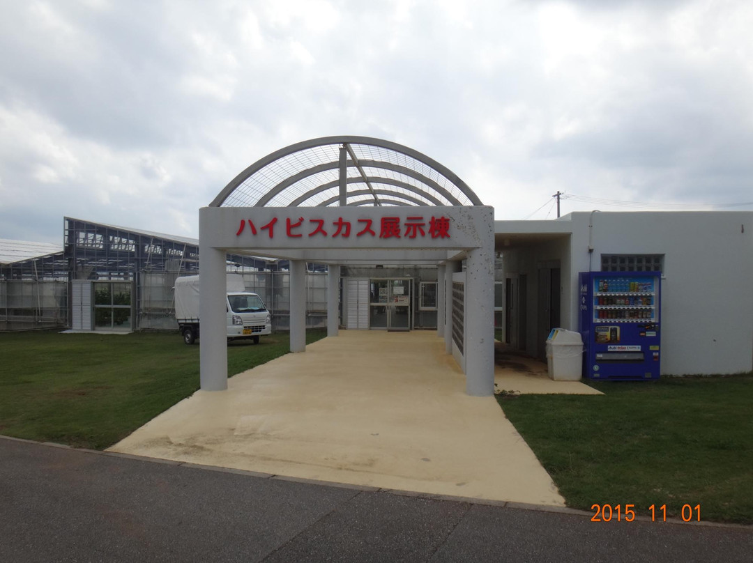 Iejima Hibiscus Garden-伊江村必去景点