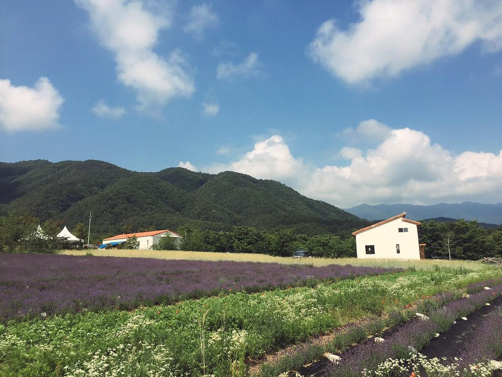高城郡旅游景点-Haneui Lavender Farm