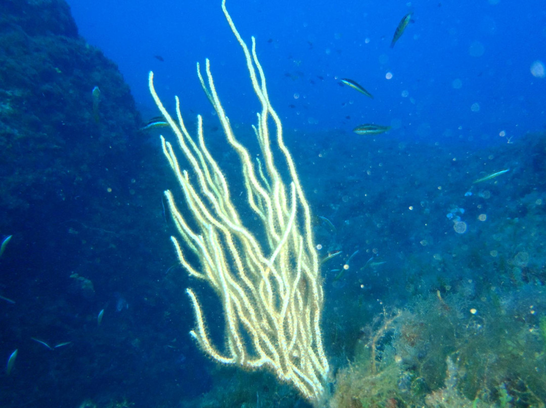 Reserve Naturelle des Iles Cerbicales景点图片