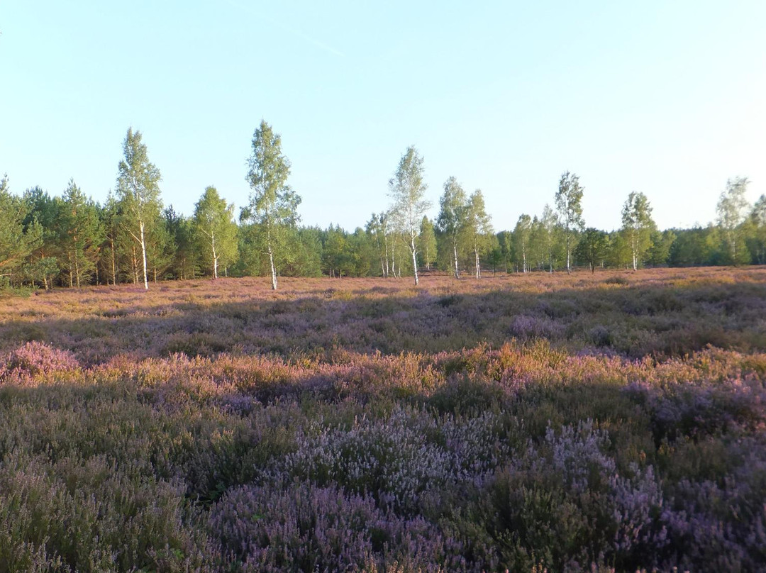 Naturpark Niederlausitzer Heidelandschaft景点图片