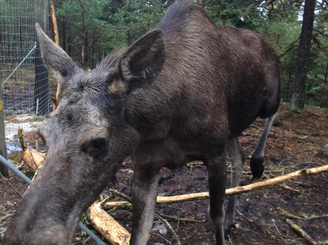 Moose af Anneröd-Uddevalla必去景点