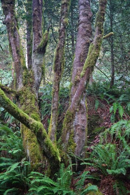 Miami Bridges Walk-哈里逊温泉必去景点