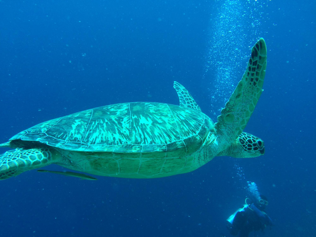 Spindrift Reefs Dive Center - Day Dive-达瑙市必去景点
