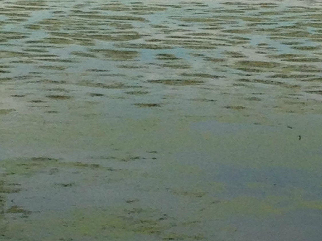 West Perth Wetlands景点图片