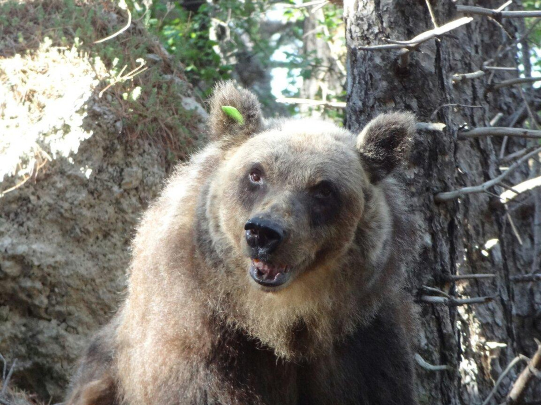 Centro visita dell'Orso-Villavallelonga必去景点