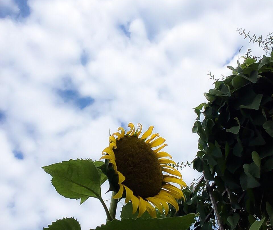 Urquhart Butterfly Garden-邓达斯必去景点