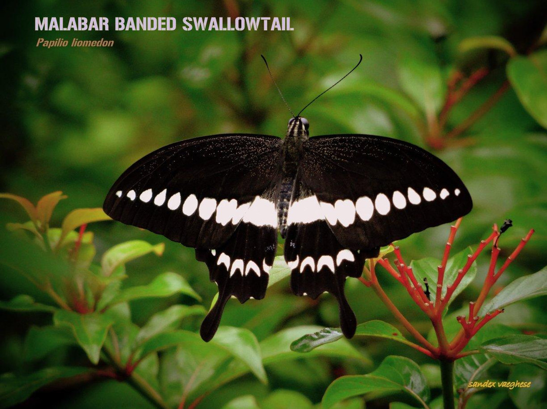 Butterfly Safari Park景点图片