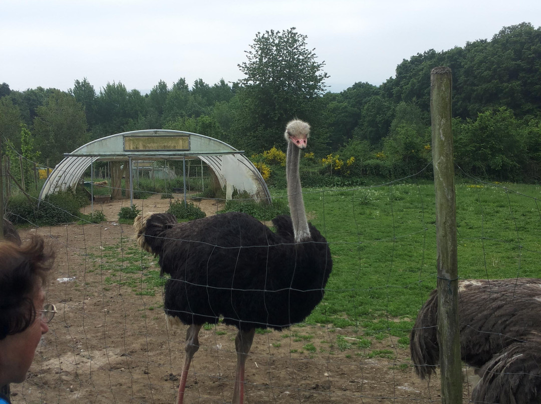 Straussenfarm Gemarkenhof景点图片