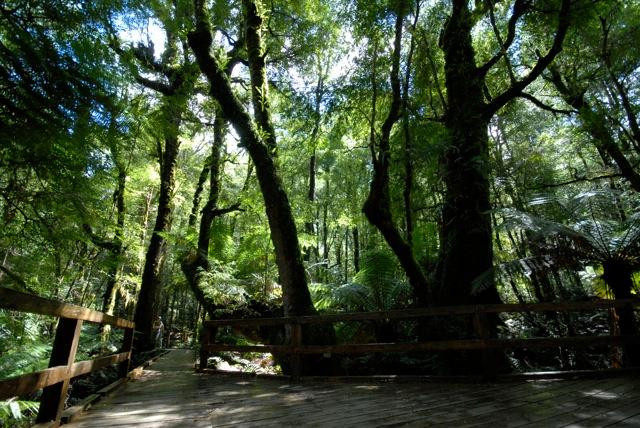 Wirrawilla Rainforest Walk景点图片