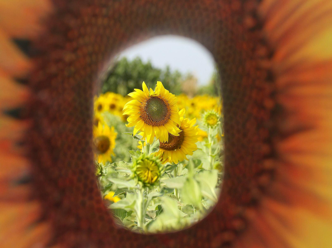 Sunflower Field景点图片