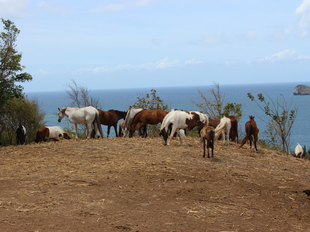 Ranch des 2 Îlets-Deshaies必去景点