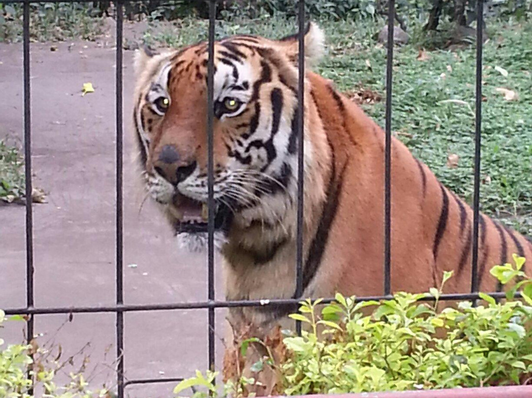 Botolan Wildlife Farm景点图片