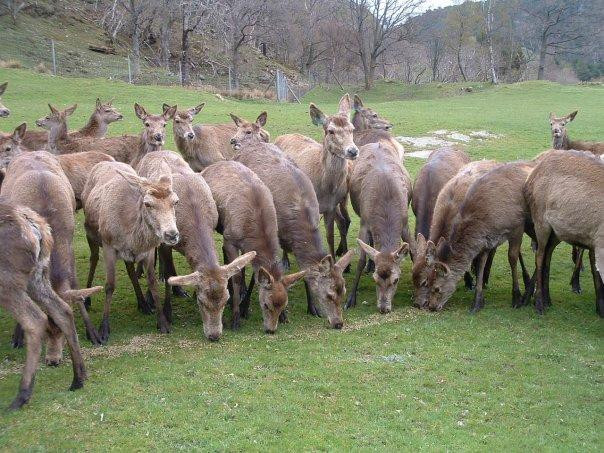 Norwegian Deer Centre景点图片