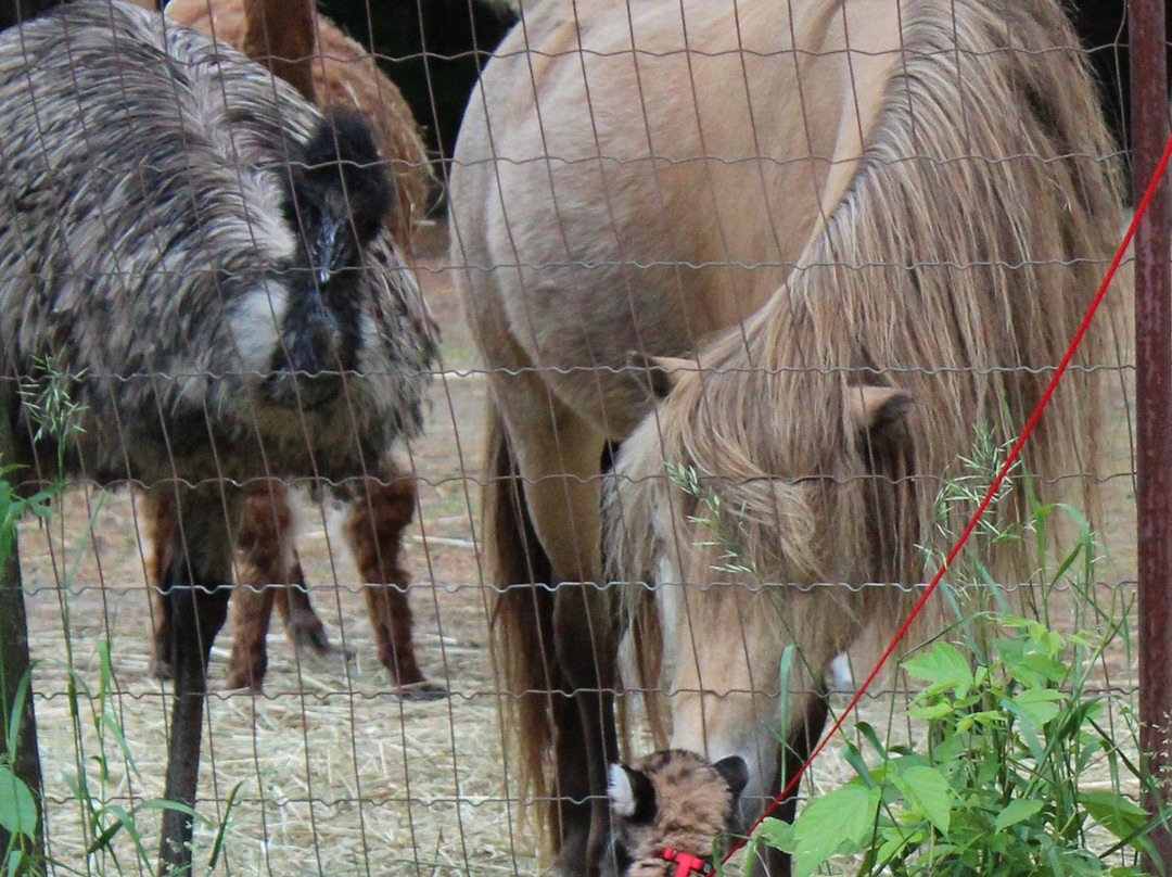 Saunders Country Critters Zoo-North Grenville必去景点